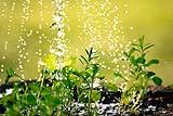 Innaffiare piante con acqua di cottura delle verdure. Ph by Pixabay