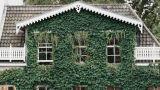 Cappotto verde per edifici: cos'è e quali vantaggi porta