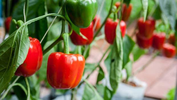 Consigli per coltivare il peperone in vaso e quali specie preferire