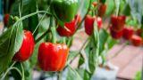 Coltivare il peperone in vaso: come fare