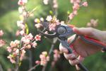 Potare il pesco - foto Getty Images