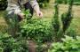 Piante aromatiche in giardino di campagna - Foto Getty Images