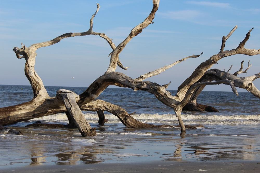 Dei rami sulla spiaggia possono essere utili per il fai da te. Foto by Pixabay
