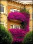 Balcone decorato con bouganville - foto Pinterest
