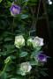 Cobea Scandens - foto Pinterest