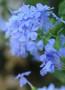 Plumbago del Capo - foto Pinterest