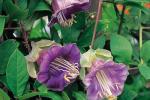 Cobea scandens - foto Pinterest