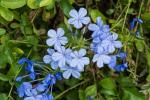 Plumbago del capo o gelsomino azzurro - foto Pinterest