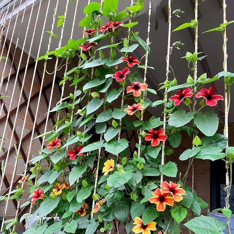Struttura a tiranti per piante rampicanti su balcone - foto Amazon