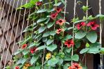 Struttura a tiranti per piante rampicanti su balcone - foto Amazon