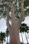 Albero di eucalipto. Foto by Pixabay