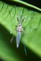 Talune piante allontanano le zanzare- Foto by Pixabay