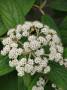 Fiori di Viburnum. Foto  by Pixabay