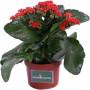 Kalanchoe in vaso. Foto by E-Garden Store