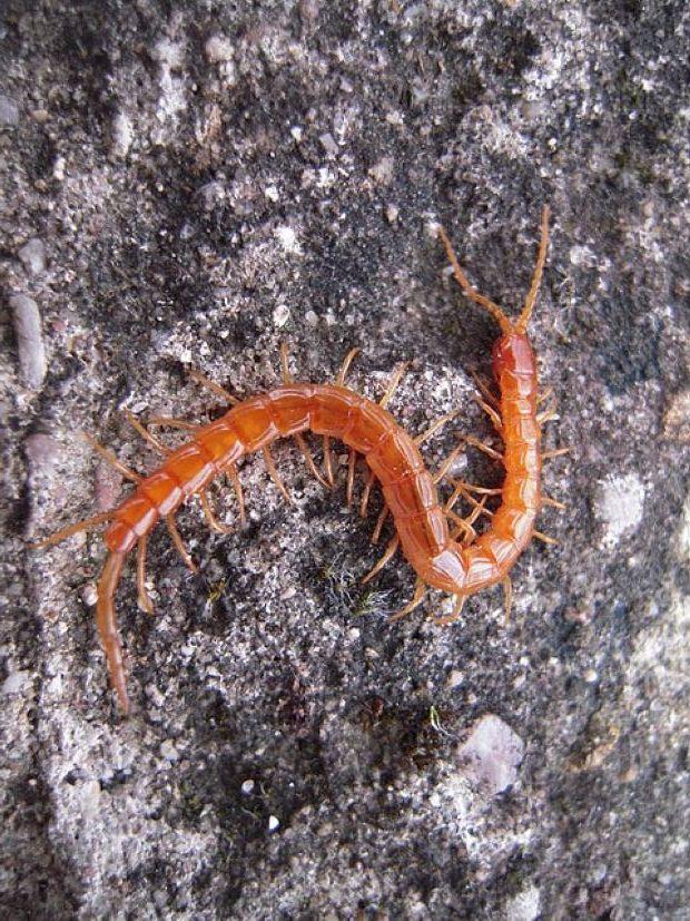 Cryptopidae, potentially stinging millipede - Wiki Commons