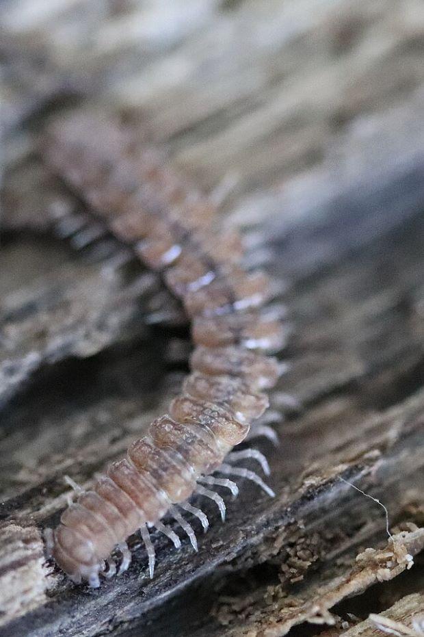 Polydesmidae, the millipede - Wiki Commons