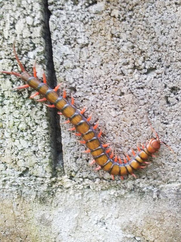 The centipede has a painful bite - Wiki Commons