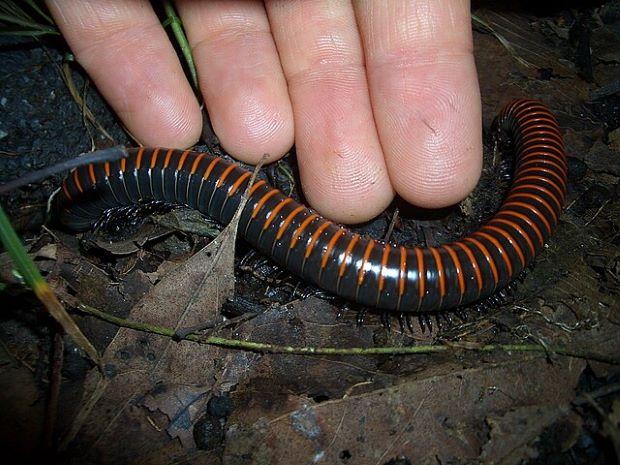 Spirostreptoidea, the most common millipede in Italy - Wiki Commons