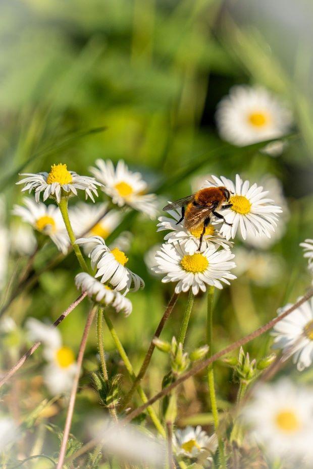 Some plants attract bees more than others - Pixabay