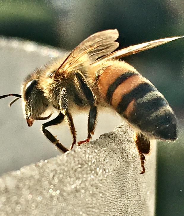 A bee on the balcony of the house - Getty Images