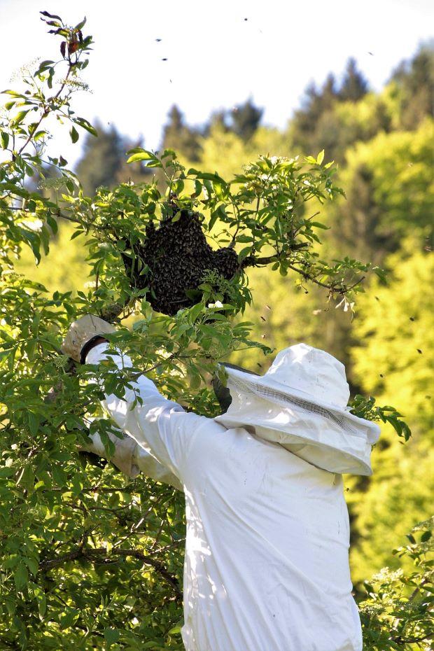 Beekeeper removing a hive - Pixabay