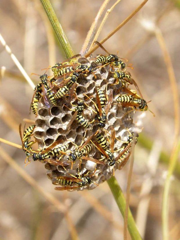 Wasp's Nest - Pixabay