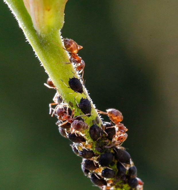 Black Aphid Colony - Pixabay