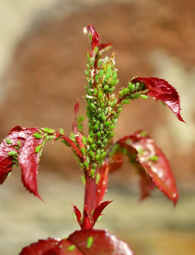 Green Aphid Colony - Pixabay