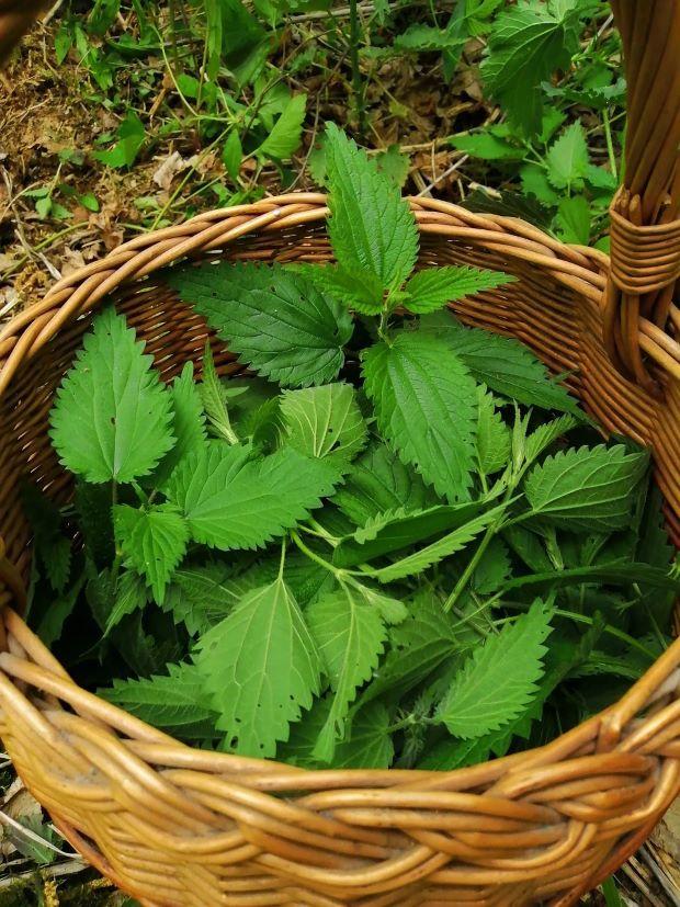 Nettle grows in humid places - Pixabay