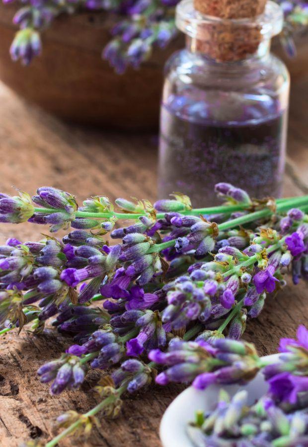 Example of Essential Oils, Lavender