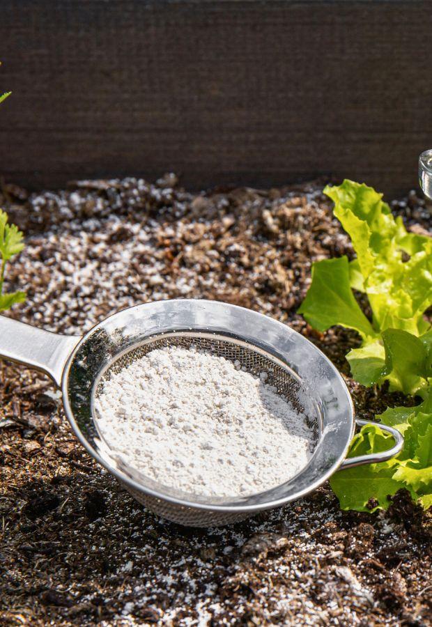 Diatomaceous Earth