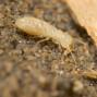 La Reticulitermes lucifugus - Getty Images