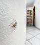 Ragno violino in casa - Getty Images