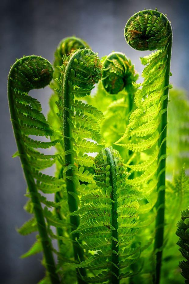 Ferns are useful against environmental humidity - Photo Pixabay