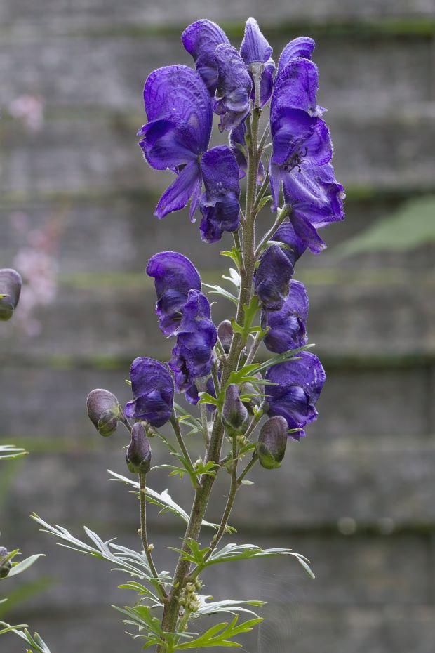 Aconite Flower - Photo Pixabay