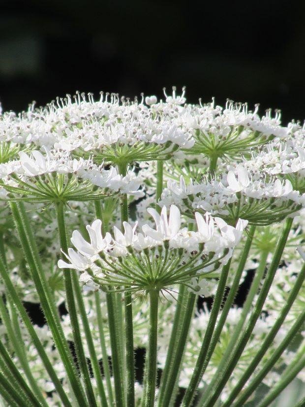 Hemlock inflorescence - Photo Pixabay