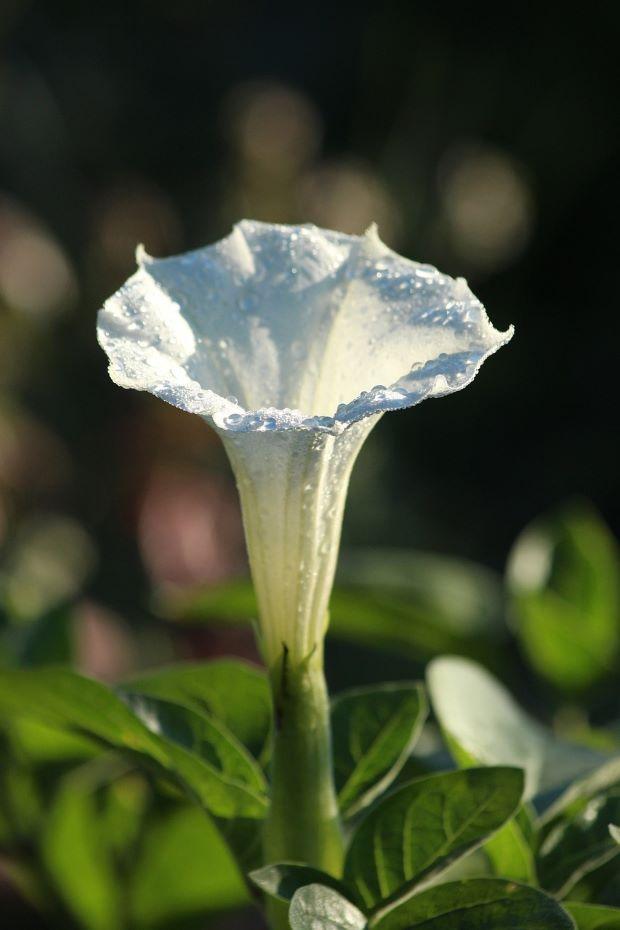 Datura flower or devil's weed - Photo Pixabay