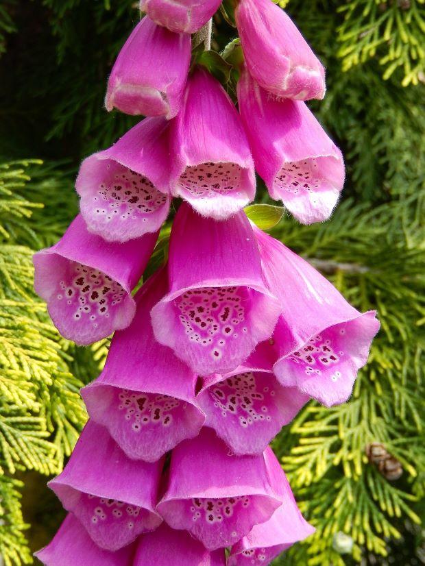 Digitalis purpurea flowers - Pixabay Photo