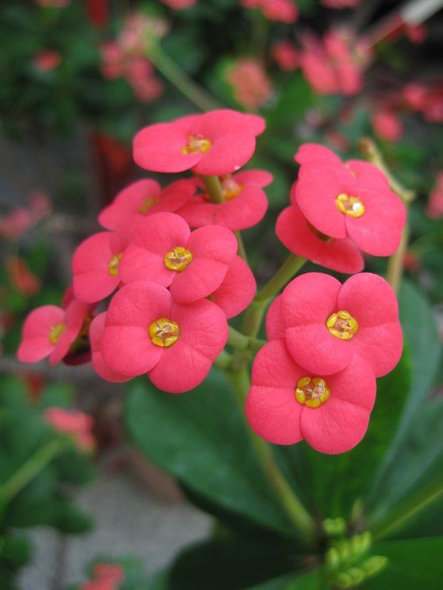 Euphorbia Flowers - Pixabay Photo