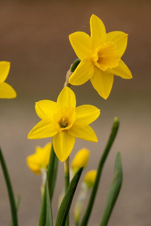 Narcissus flower - Photo Pixabay