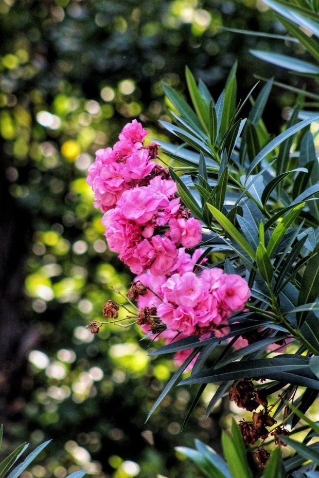 Oleander flowers - Photo Pixabay