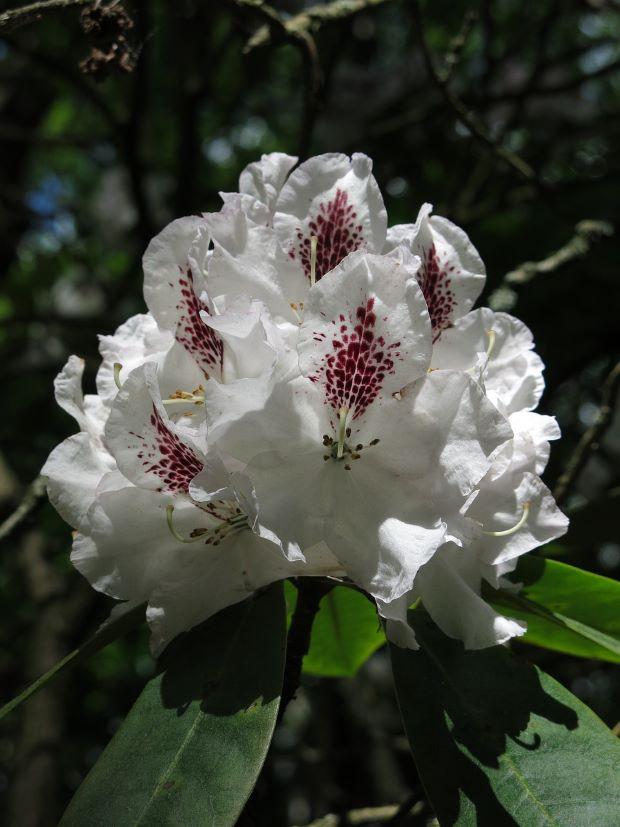 Rhododendron flowers - Photo Pixabay