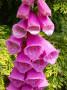 Fiori di Digitalis purpurea - Foto Pixabay