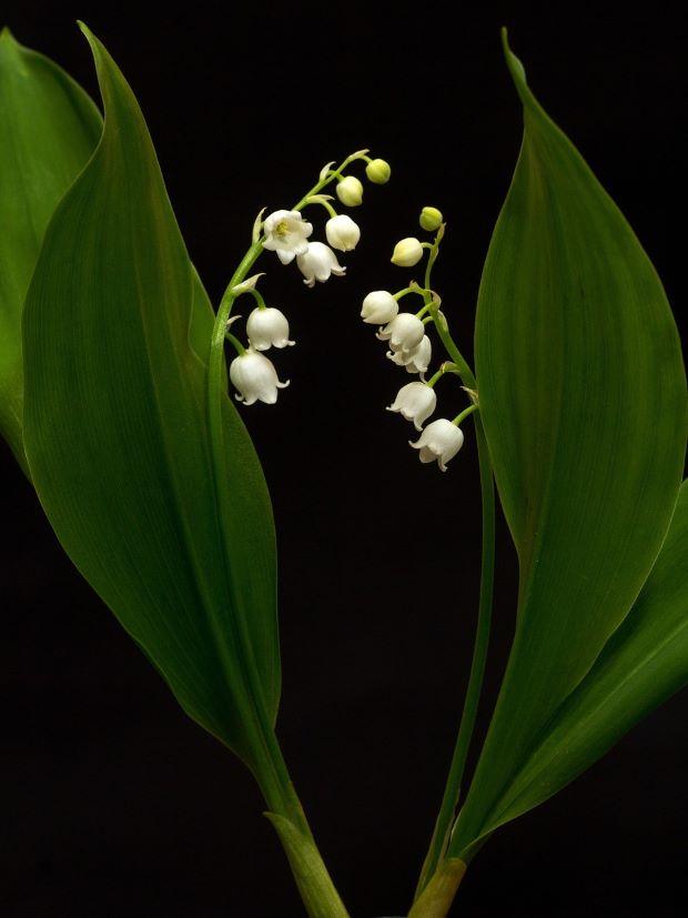 Lily of the valley flowers - Photo Pixabay