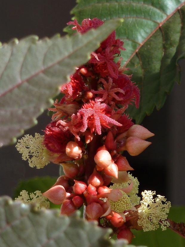 Castor bean - Wiki Commons Photo 