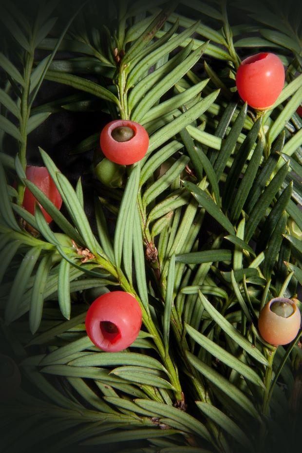 Taxus baccata - Photo by Pixabay