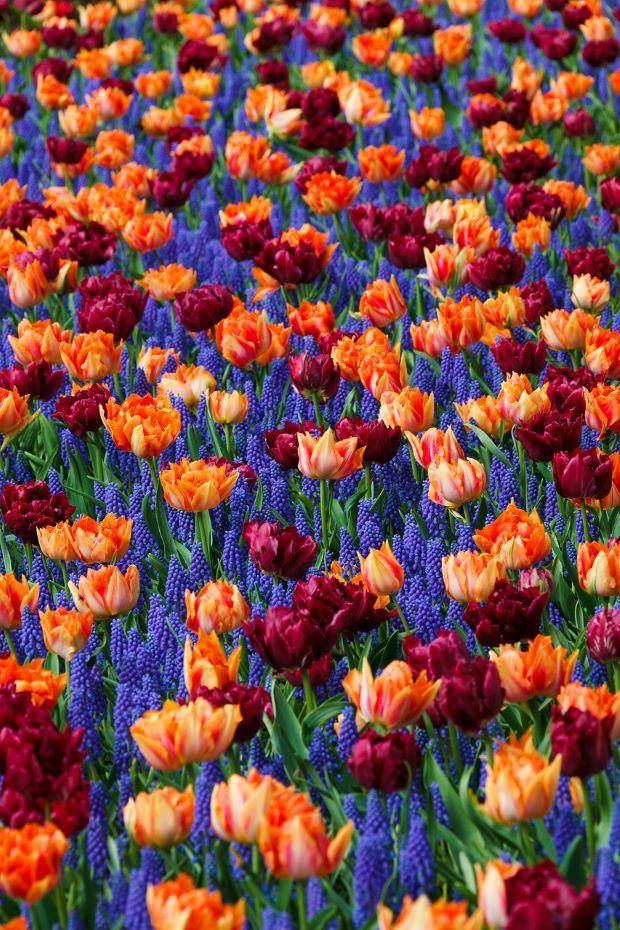 Flower combination with tulips and lavender. Photo by Pixabay