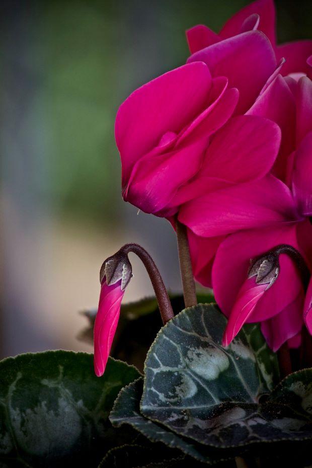 Cyclamen in bloom - Photo Pixabay