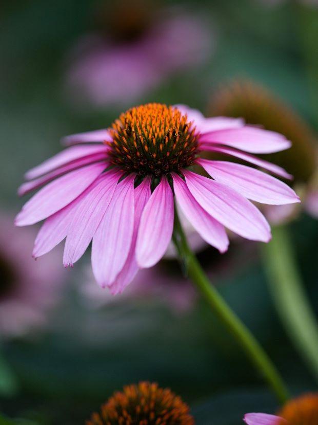 Echinacea flower. Photo by Pixabay