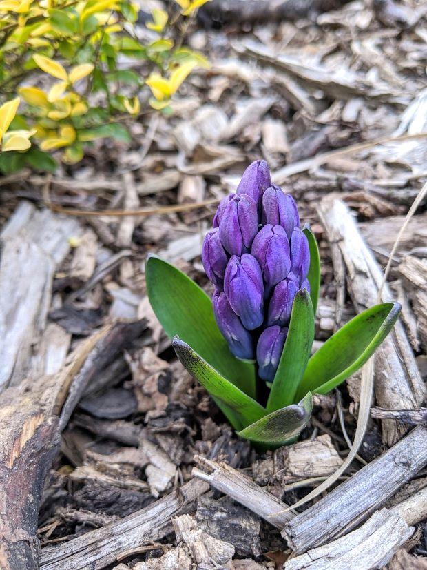 Hyacinth, a bulbous plant to plant in autumn. Photo by Pixabay